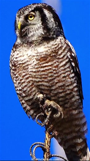 3.8K views · 53 reactions | Close Look at a Northern Hawk Owl | Wildlife On Video | Facebook