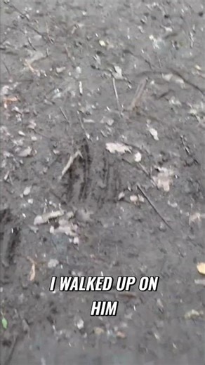 🌳Carvings and Claw marks!! 🐕