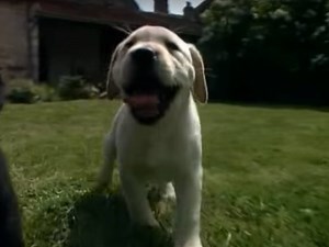 Tout savoir sur le Golden Retriever (vidéo)