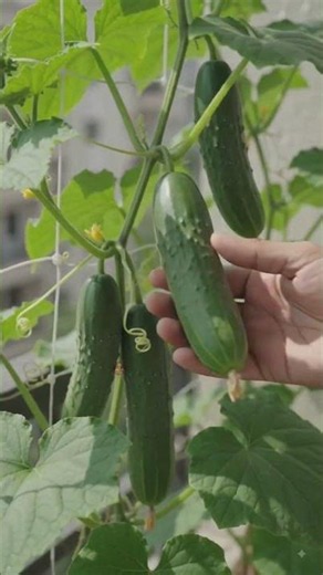 🌱 5 Vegetables You Can Easily Grow at Home! 🤯🥒 #shorts