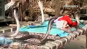 Slither your way into a nail-biting hour of more home videos and real snake encounters like this with host Danny Trejo, tonight at 9pm (8pm BKK/JKT/MNL)! #SNAKETACULAR | Discovery Channel Southeast Asia