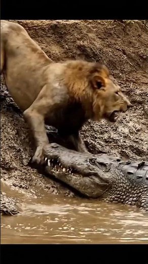 Lion vs. Crocodile | The Ultimate Riverbank Face-Off
