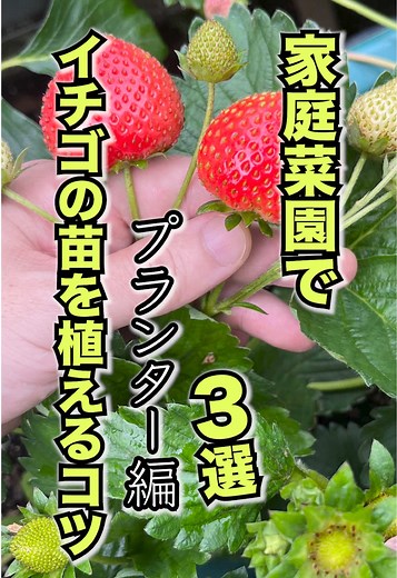 家庭菜園でイチゴの苗を育てるコツ3選