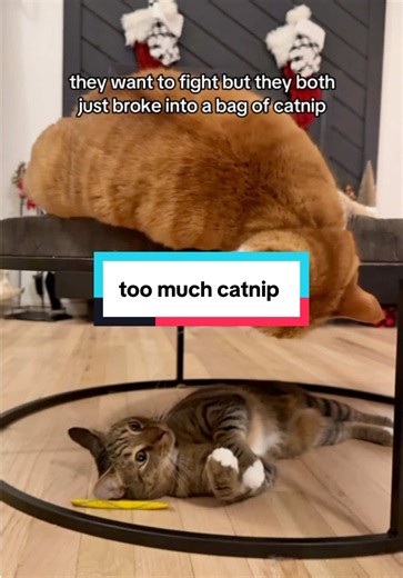 Cute Cats and Loki Memes for Feline Fun