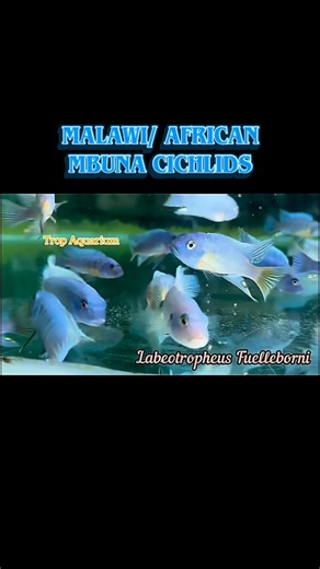 Trop Aquarium | Malawi/ African Mbunas Part 2: -Tropheops sp. Chilumba (Red Top Chilumba) -Labeotropheus Fuelleborni -Bumble Bee Cichlid (Pseudotropheus... | Instagram