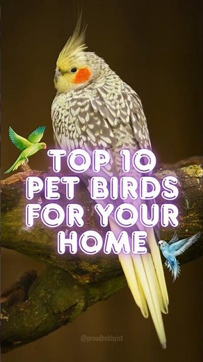 Top 5 Pet Birds for your Home | Best Pet Birds | #shorts #pets #birds #petbirds | Proud Hobbyist