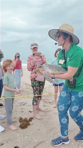 Releasing Poinsettia the Green Sea Turtle
