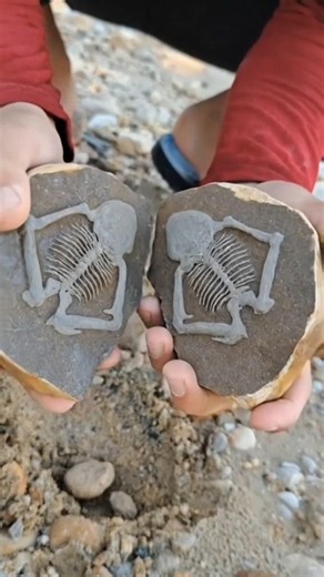 What Was Hidden Inside This Rock? An Incredible Fossil Reveal!
