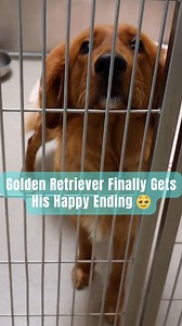Golden Retriever Finally Gets His Happy Ending 🥹 | Rocky Kanaka