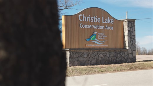 In Dundas, Ontario, the "Turtle Team"—Jori, KC, and Madie, Environmental Technician Diploma students at Mohawk College, are real-life heroes tackling a declining snapping turtle population at Christie Lake Conservation Area for their capstone project. They're restoring a vital nesting habitat to combat habitat loss and road mortality, significant threats to local turtles. Learn more: https://www.mohawkcollege.ca/about/news/blogs/from-classroom-to-conservation-restoring-a-snapping-turtle-nesting-