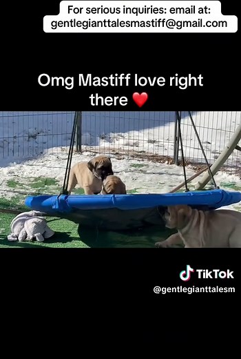 Swinging Fun for Bullmastiff Puppies!