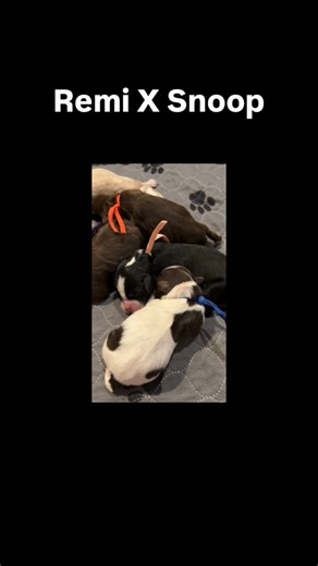 Evan Flury on Instagram: "We are beyond excited to officially introduce Remi and Snoop’s very first litter! This pairing has been highly anticipated, and it truly did not disappoint. This is Remi’s first litter and our first litter with Snoop Dogg, and the results are nothing short of stunning. This beautiful group includes four females—one caramel, two chocolates, and one black—each with gorgeous white markings. We also have two handsome males, one chocolate and white parti and one black with w