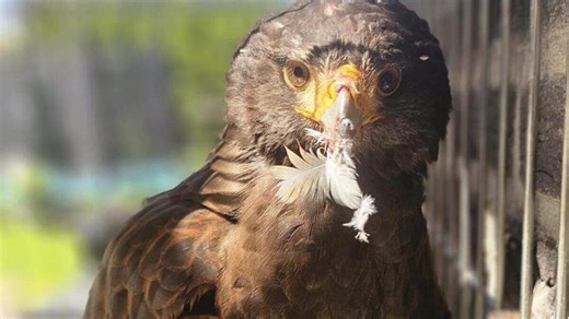 Woestijnbuizerd zat in Wittem al dagen verlekkerd te kijken naar de kwartels in de tuin van Nicole, maar nu zit hij in een hondenkooi