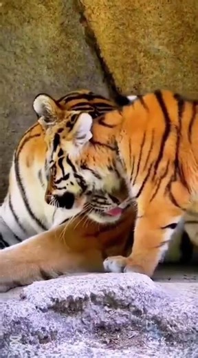 small to big transformation animals #animalkingdomusa #animals #amazinganimals #usa #shorts #short