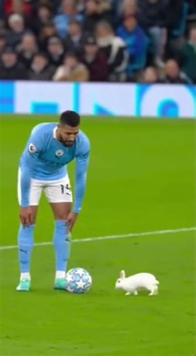 Rabbit Pauses the Roll-Out! 🐰😂⚽ #football #soccer #funnymoments