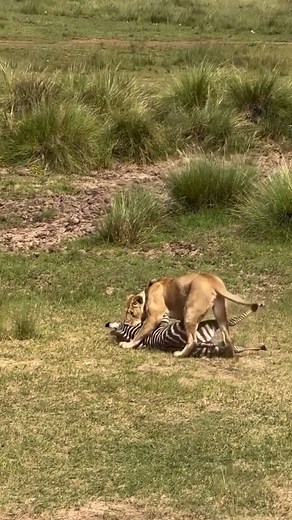 The dust rises, hooves thunder, and the savannah holds its breath. A lion bursts from grass, every muscle focused, and within moments it brings down a zebra while the rest of the herd runs in every direction. Survival here is fierce, fast, and unforgettable. This is the wild in its purest form. No pause, no mercy, only instinct. For the lion, it means life. For the zebra, it is the constant race between survival and loss. And for those who witness it, it becomes a memory that lives forever. The 