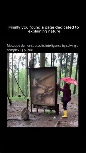 Explain Nature on Instagram: "Just @explanenature #reels #reelsinstagram #animals #nature #interesting #facts #wild Macaques are a diverse genus of monkeys (Macaca) found across Asia, North Africa, and Gibraltar. Known for their intelligence and adaptability, they thrive in a wide range of habitats—from dense forests and grasslands to bustling city streets. This flexibility has made them one of the most widespread groups of monkeys in the world. There are over 20 species of macaques, including t