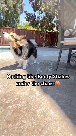 Bunz Loves Shaking His Butt Under the Chairs🍑😂#shorts