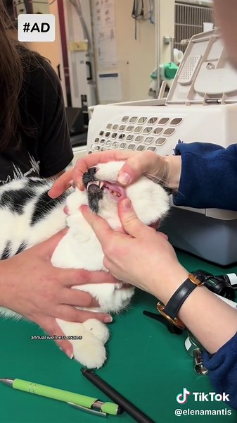 Exploring the First Year Veterinarian Package at VCA Animal Hospital