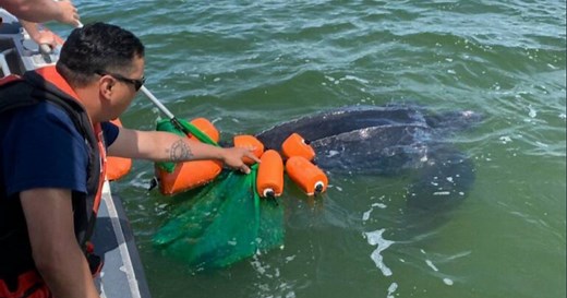 900-pound leatherback sea turtle rescued by Coast Guard in Nantucket Harbor