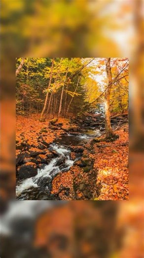 🍂 Cinematic Autumn Edit | Lightroom Preset #shorts #fallphotography #lightroompresets #algonquin