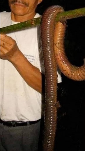 This GIANT Earthworm Is Real!