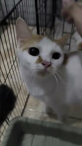Pagi yang cerah ada anggota baru 🥰🥰 #kucing #kucinglucu #cat #cats #shorts #shortsvideo #ytshorts