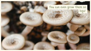 Growing mushrooms at home is easier than you think!