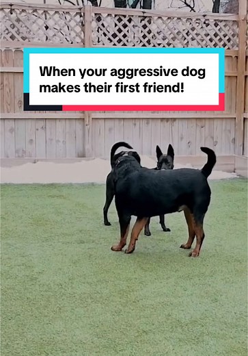 Miracle K9 Training on TikTok