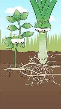 How did mint take over the territory of scallions?#shorts #funny #hot