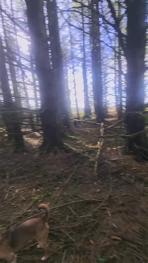 Reluctant Ruaridh is Reluctant. 🤦‍♀️🐕🐾👋 | At Work? We Walk