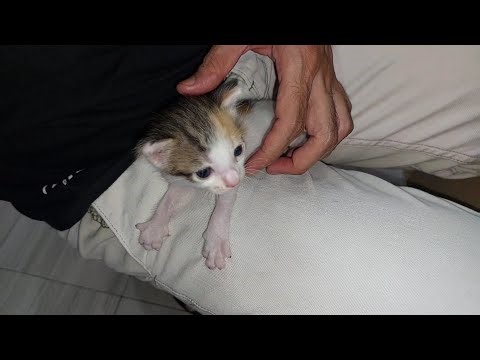 Injured Mom Cat Finally Starts Recovering😍 | Tiny Kitten Accidentally Hurts Mama Cat 💔