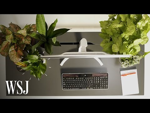 Biophilia Expert Explains How to Pick the Right Office Plants | WSJ