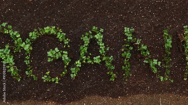 Zoom out of real live word ORGANIC growing in layer of soil as broccoli seeds sprouting in time lapse - full length Stock Video