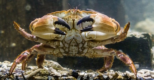 The 10 Largest Crabs in the World