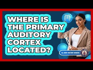 Where Is The Primary Auditory Cortex Located?