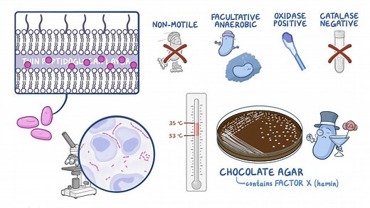 Video: Haemophilus ducreyi (Chancroid) - Video Explanation! | Osmosis | Osmosis