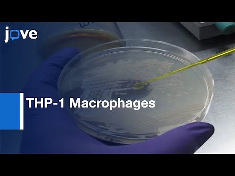 THP-1 Macrophages Intracellular Behaviour Study | Protocol Preview