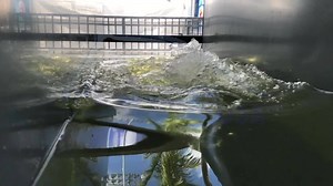 11K views · 226 reactions | The SPA is a critical asset to any equine clinic or barn. Utilizing temperature, aeration, and saltwater therapy, the SPA helps increase blood circulation and increases the rate of recovery. Get your quote today! | HORSE GYM USA, LLC | Facebook