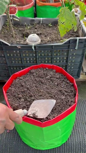 A simple way to planting tomato in gardening bags from vegetables peel as compost #tomato #plants