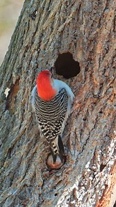 Red-bellied woodpecker nesting!! #birding #birdwatching #birdmigration #redbelliedwoodpecker #woodpecker #woodpeckeroffb #birds #songbirds #naturelovers #birdsoffb #wildlifevideos #naturevideos #wildlifephotography #nikon | thewildlifecompanion
