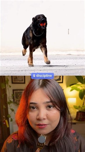 German Shepherd vs Labrador