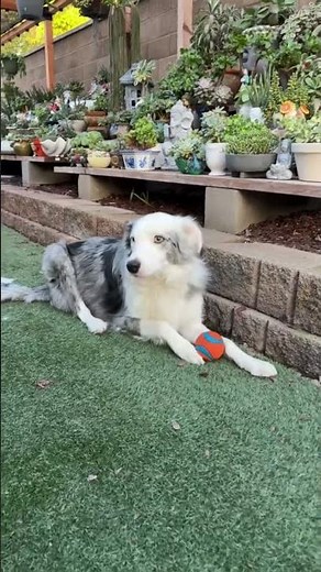 Australian shepherd and border collie mixed breed dog ❤️ #happydog #puppy #playfulpup #doggo