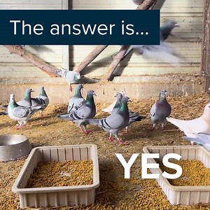 Rock pigeons originally lived on cliffs and rocky coastlines, but over thousands of years, humans domesticated them for food, messaging, sport, and companionship. When domesticated pigeons escaped or were released, many adapted to city life — which is why we see them everywhere today. So those pigeons strutting around town? They’re often feral — descended from domestic birds, living independently — not truly wild in the same way native wildlife is. Nature history = one very adaptable bird 💙 #Pi