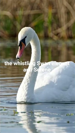Whistling Swan (Tundra Swan Subspecies) ‪@BirdWorldDaily‬