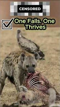 Hyenas Eat Their Own — Shocking Real Footage