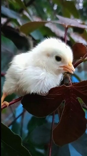 baby chicks chirping sound