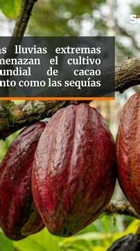 Las lluvias extremas amenazan el cultivo mundial de cacao