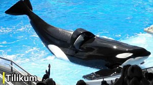 What drove these three animals to become relentless killers