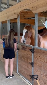 Morning barn routine with 5 horses #horses #horse #equine #equestrian #horsebarn #horseroutine | Stephanie Moratto
